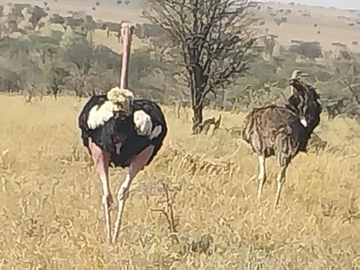 Serengeti Kamwene Tented Camp Nyabogati Экстерьер фото